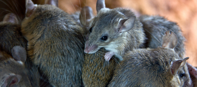 mice