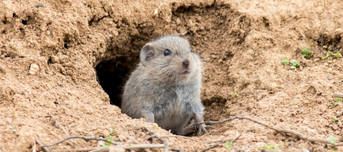 a vole in a tunnel