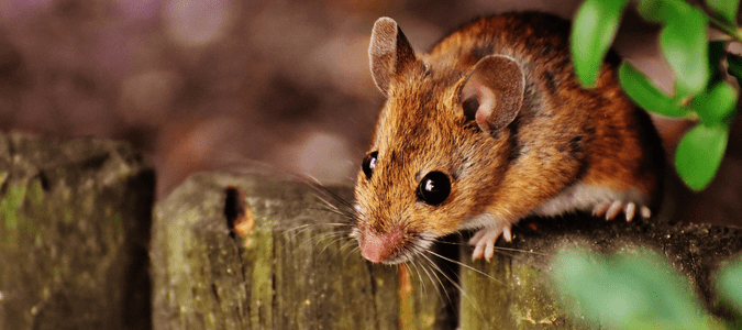 a mouse