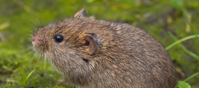 a vole