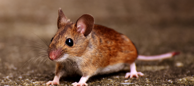 a mouse