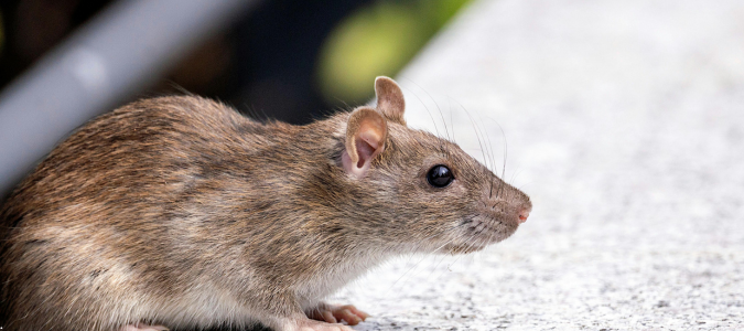 a rat