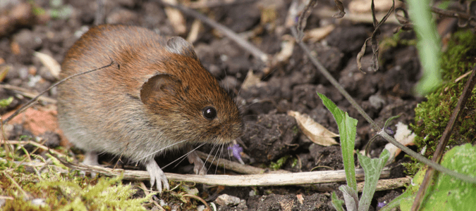 a vole