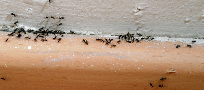 Ants along wall and floor