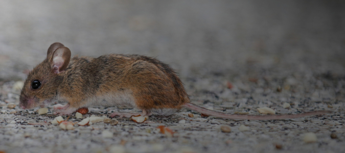 Brown house mouse on floor
