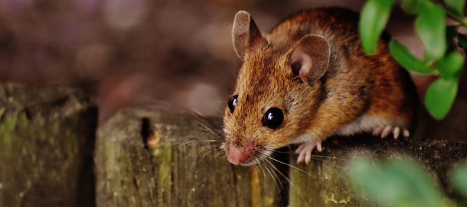 Brown mouse perched on fence