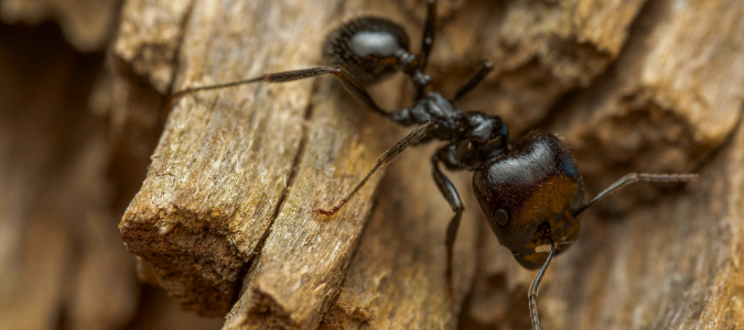 Carpenter ants on wooden surface
