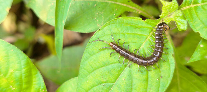 Centipedes pest control - ABC Home and Commercial Services
