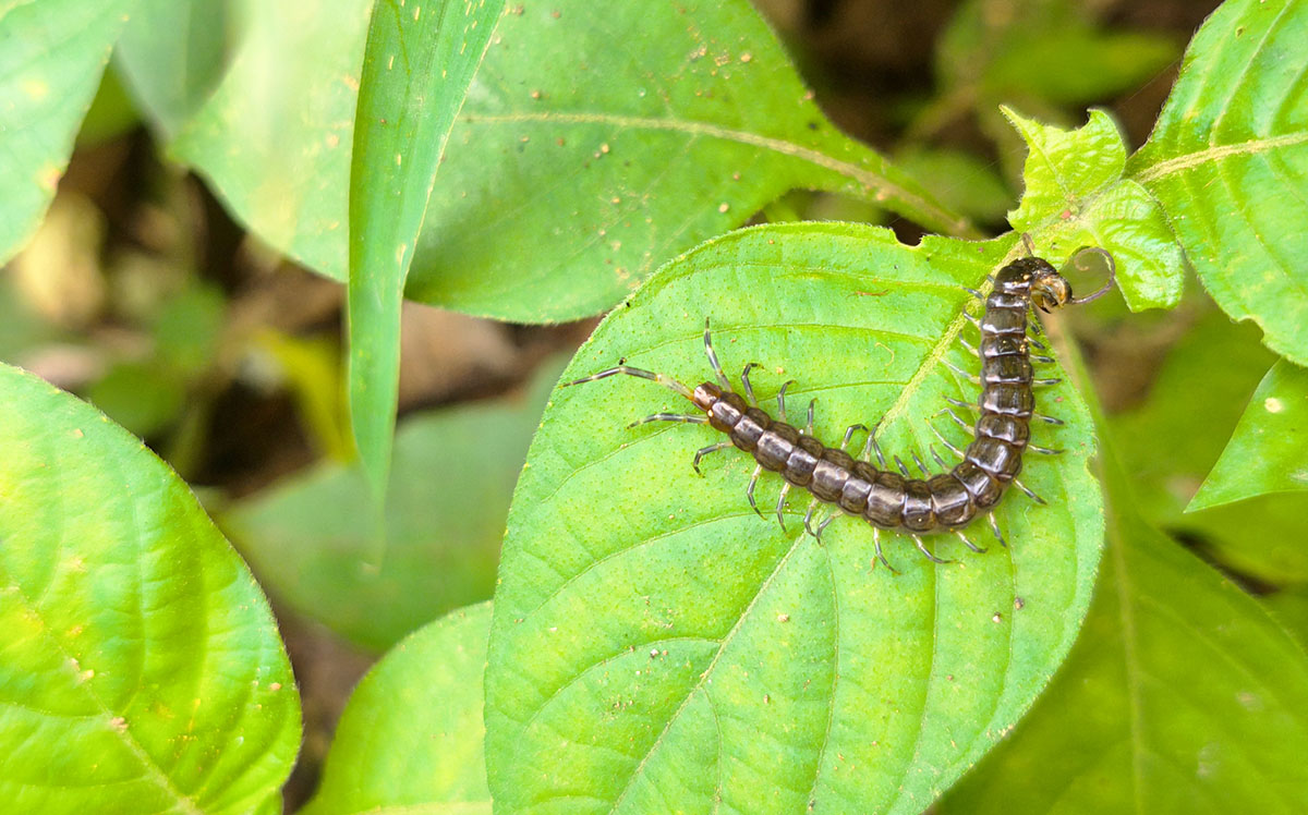 Centipedes pest control - ABC Home and Commercial Services
