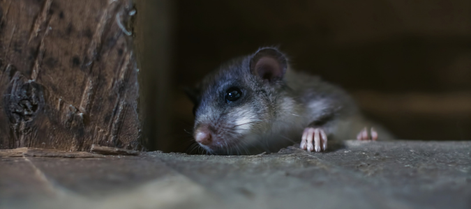 Mouse hiding near a wooden structure