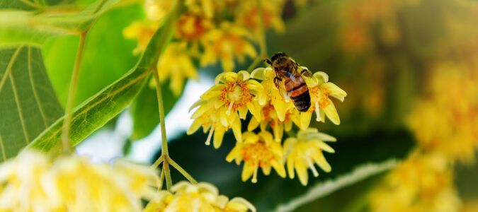 Wasp & Bee Removal - ABC Home and Commercial Services
