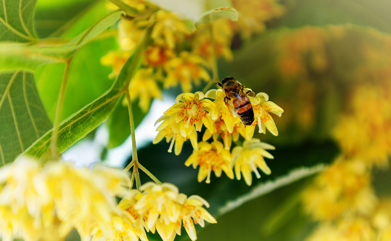Wasp & Bee Removal - ABC Home and Commercial Services