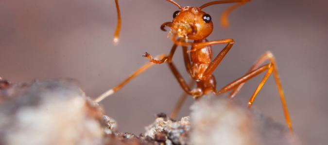 fire ant
