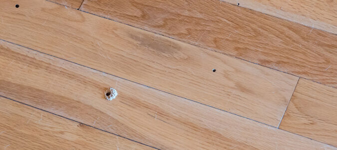 Wood-Boring Beetles - ABC Home and Commercial Services