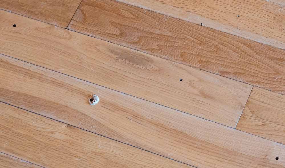Wood-Boring Beetles - ABC Home and Commercial Services