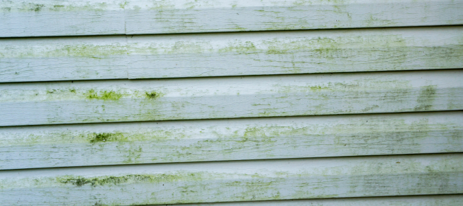 Moldy green siding on house