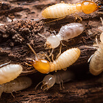 subterranean termites in a pile of mulch