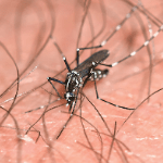 a mosquito biting someone