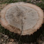 el tocón de un árbol talado recientemente