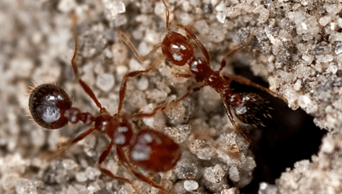 two fire ants coming out of an underground nest