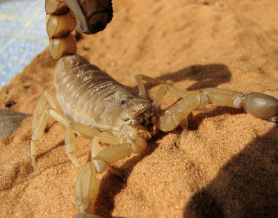 a striped bark scorpion