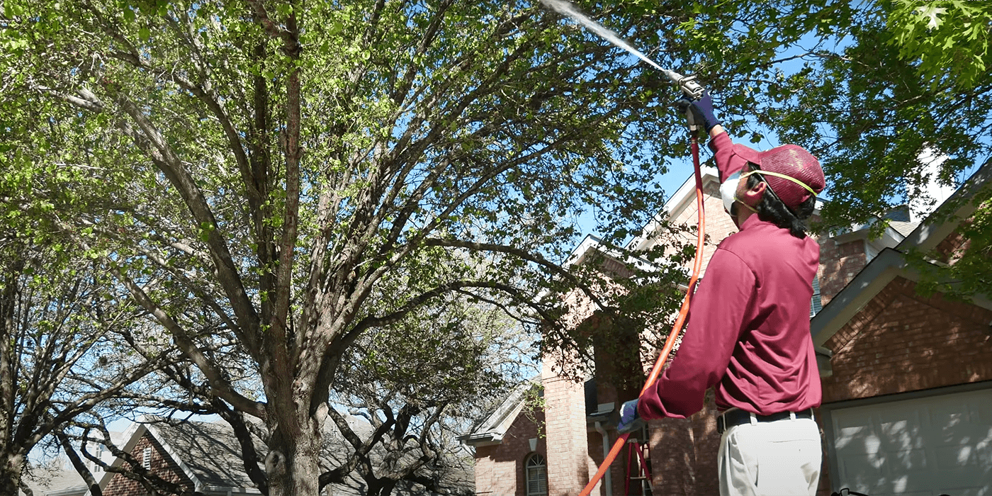 Palm Tree Trimming