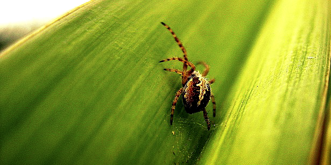 a spider crawling on a leaf