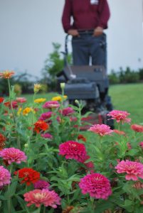 An ABC employee pushing a mower behind some blooming flowers