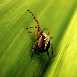A spider crawling on a leaf