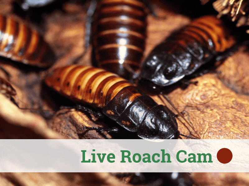 ABC's Madagascar Hissing Cockroach Livestream
