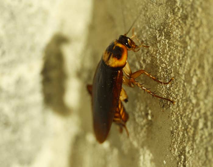 an American cockroach crawling up a wall