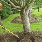 an ABC tree care specialist providing tree air excavation services