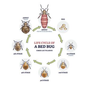 The life cycle of a bed bug