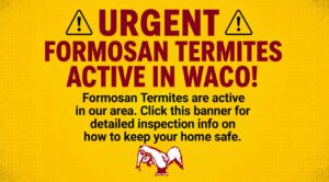 URGENT: FORMOSAN TERMITES ACTIVE IN WACO!